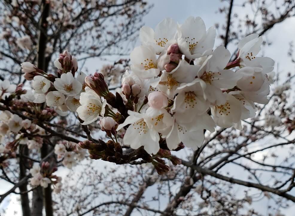 桜