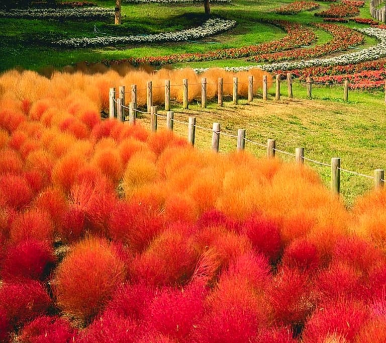【大和高田市】馬見丘陵公園のコキアの紅葉が素晴らしい！金平糖みたなヒメツルソバも可愛いです♪ 大和