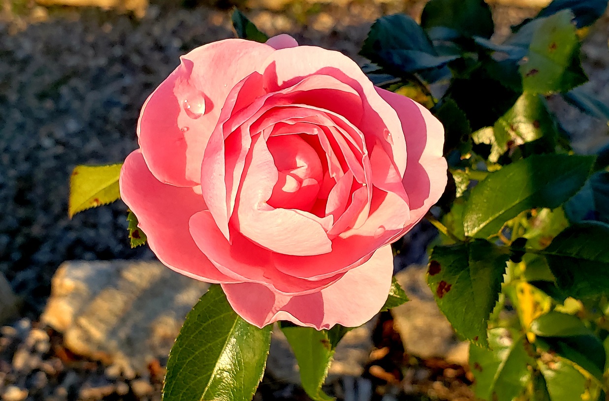 橿原市 橿原総合運動公園のバラが綺麗に咲いています 紅葉を楽しみながらバラの花も楽しんでください 号外net 大和高田市 橿原市