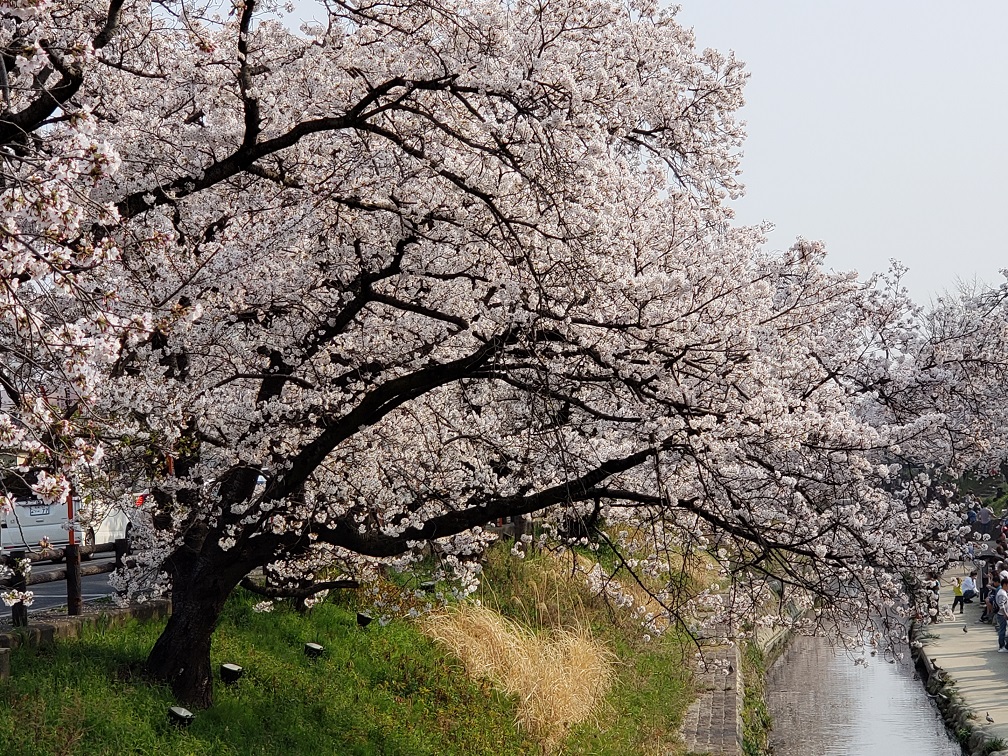 千本桜