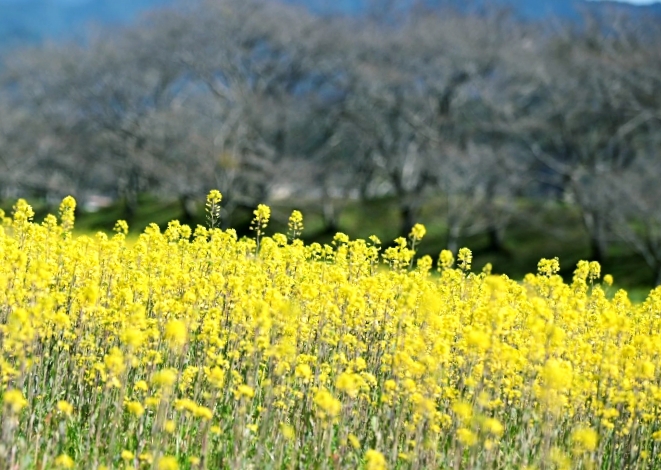 菜の花