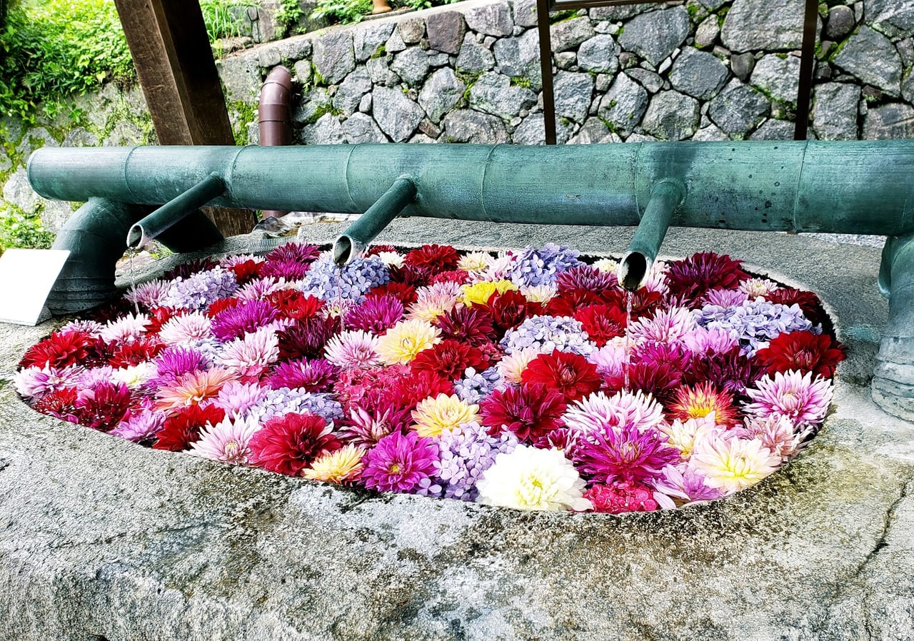 橿原市 岡寺の華手水舎が人気となっていました 境内の紫陽花や天竺牡丹も綺麗に咲いています 号外net 大和高田市 橿原市