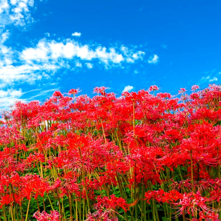 大和高田市 橿原市 山麓線付近の彼岸花が満開です たくさんの方が撮影に訪れて賑わっています 号外net 大和高田市 橿原市