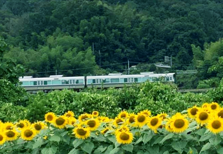 大和高田市 橿原市 ご近所の五條市上野公園の ひまわり園 が大人気です 電車とのコラボ写真も撮影できますよ 号外net 大和高田市 橿原市
