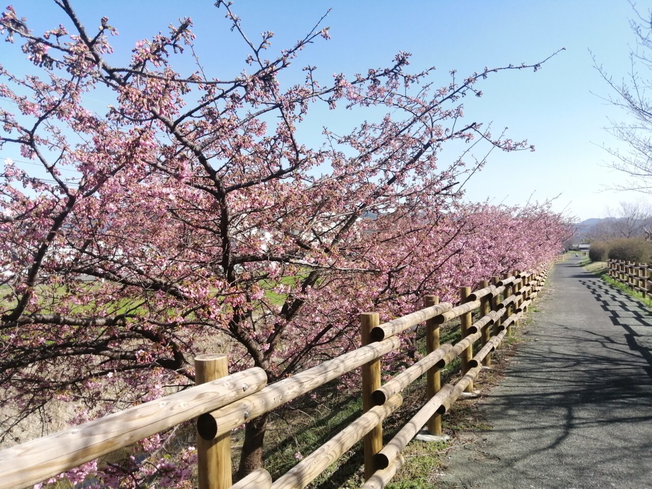 sakura