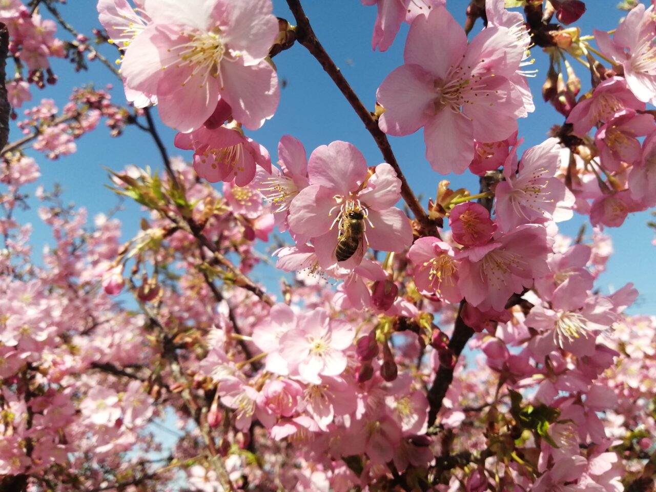 sakura