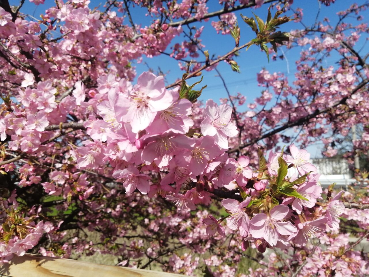 sakura