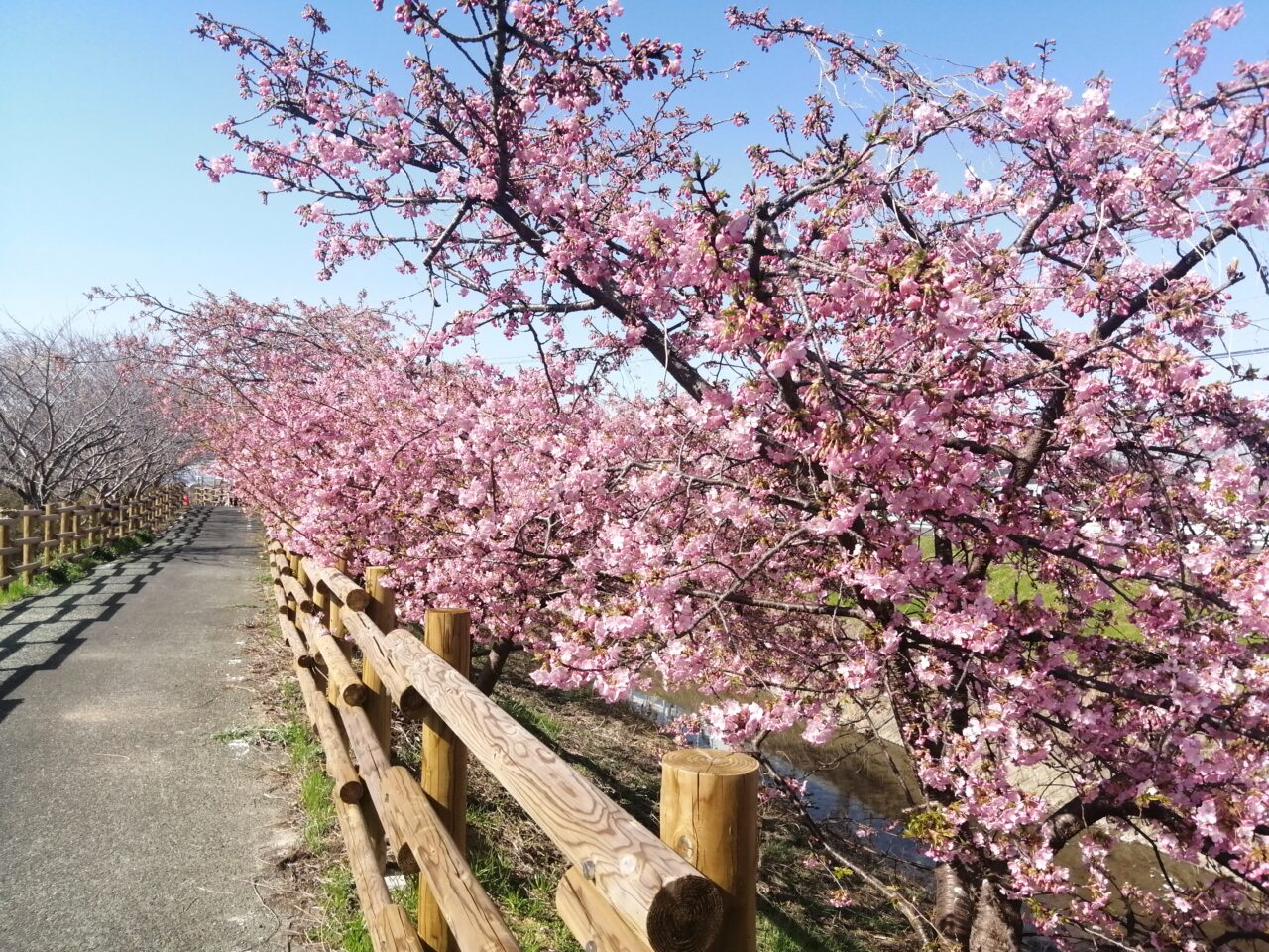 sakura